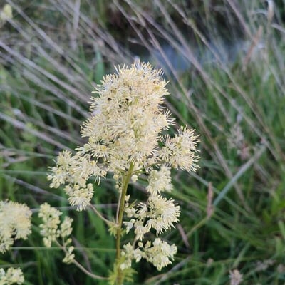 Thalictrum flavum — flower
