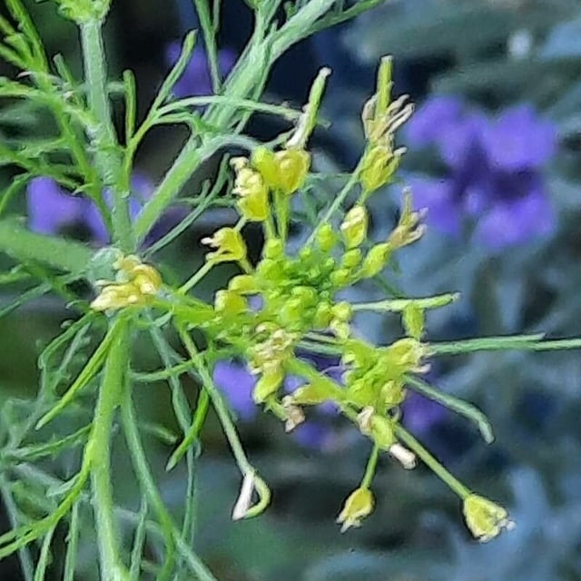 Descurainia sophia — flower