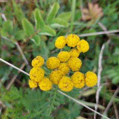 Rudbeckia laciniata — flower