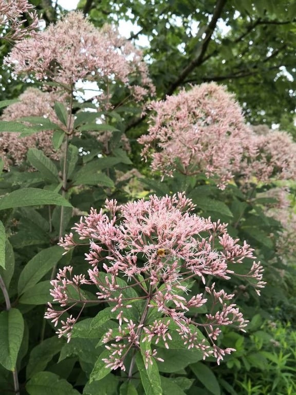 Joe-pye-weed