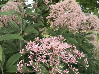 Joe-pye-weed