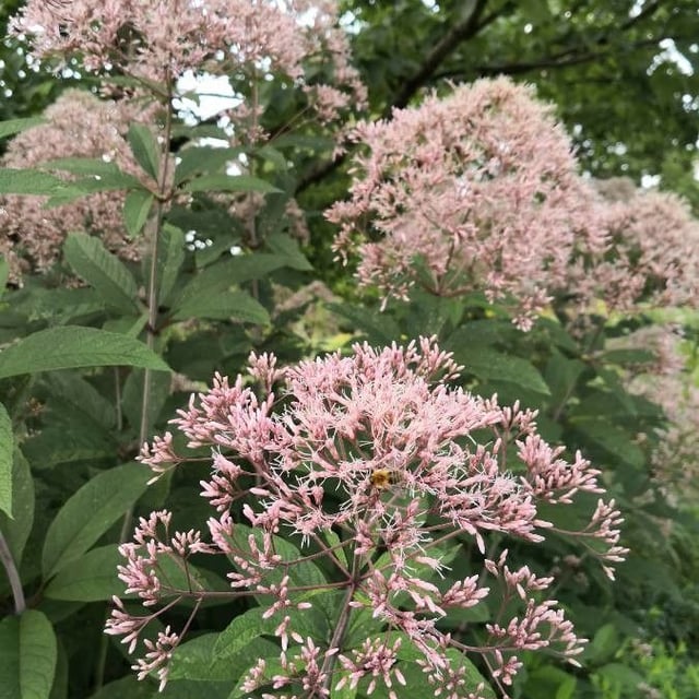 Joe-pye-weed