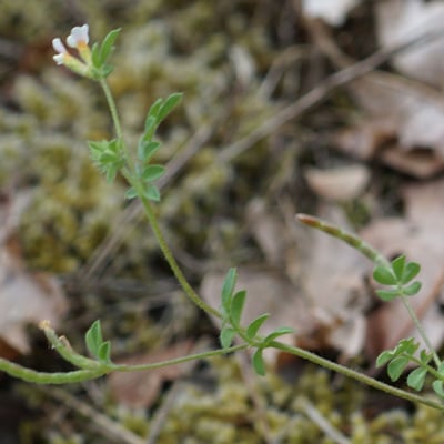 Ornithopus perpusillus — flower