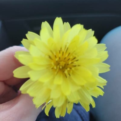 Pyrrhopappus carolinianus — flower