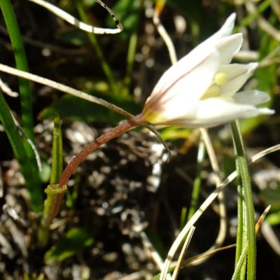Gagea serotina — flower