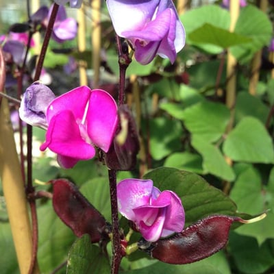 Lablab purpureus — flower