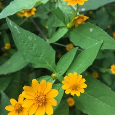 Melampodium divaricatum — flower
