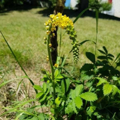 Agrimonia procera — flower