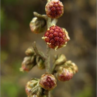 Artemisia californica — flower
