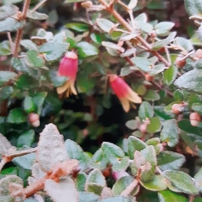 Correa reflexa — flower