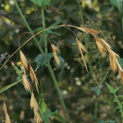 Bromus catharticus — flower