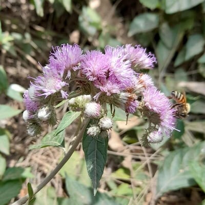 Cyrtocymura scorpioides — flower