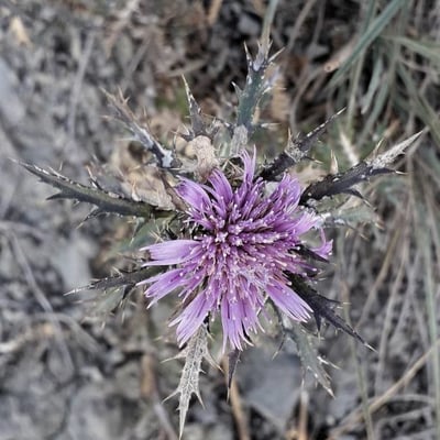Atractylis humilis — flower