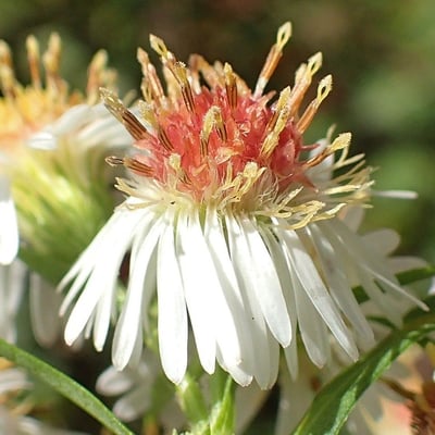 Symphyotrichum × salignum — flower