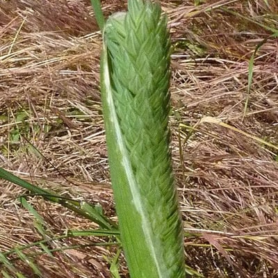 Phalaris aquatica — flower