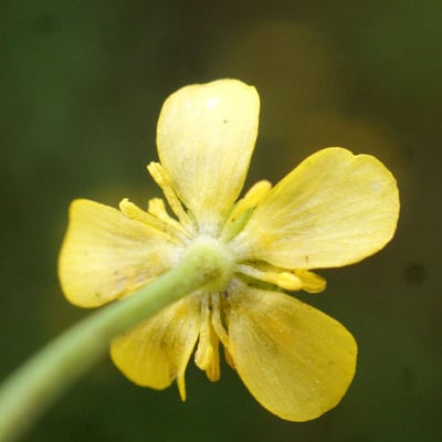 Ranunculus ophioglossifolius — flower
