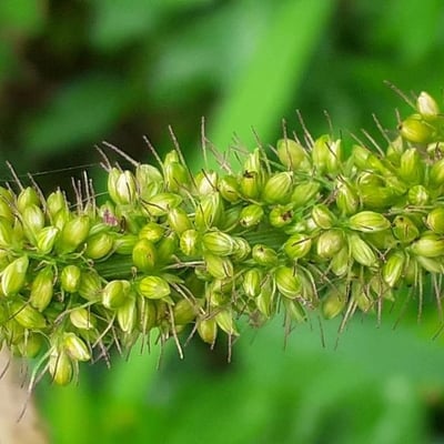 Setaria verticillata — flower