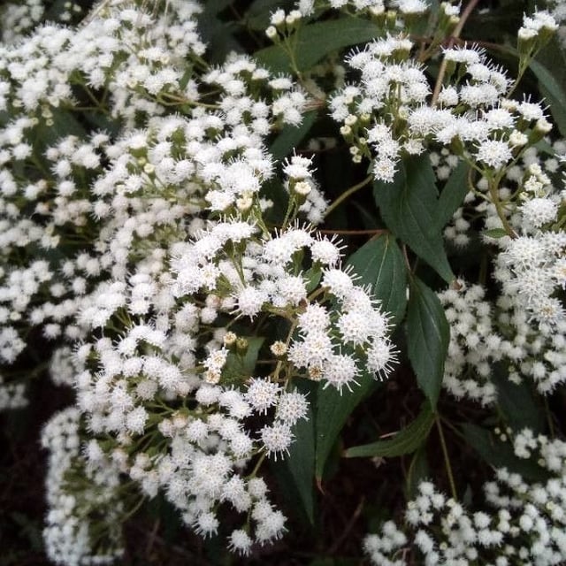 Ageratina riparia — flower