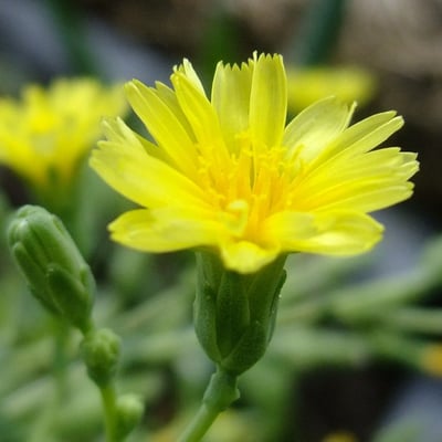 Lactuca sativa — flower