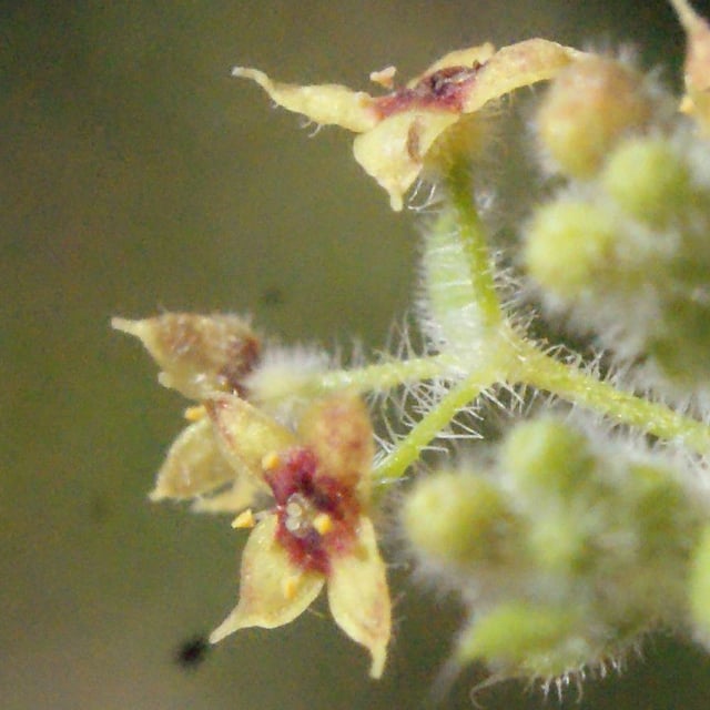 Galium maritimum — flower