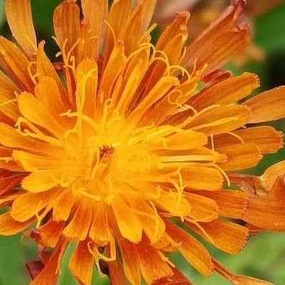 Crepis aurea — flower