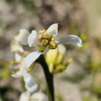 Citrus trifoliata — flower
