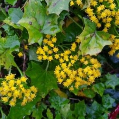 Delairea odorata — flower