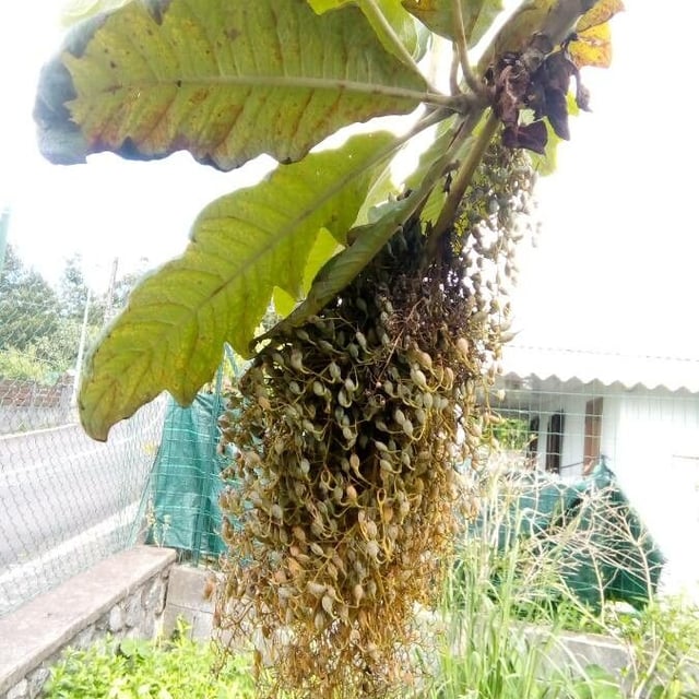 Bocconia frutescens — flower