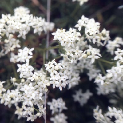 Galium pumilum — flower
