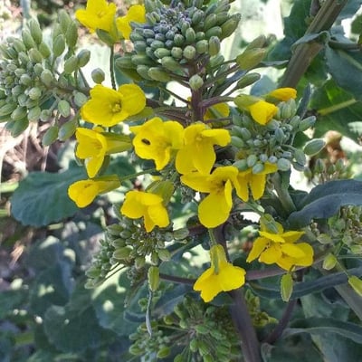 Brassica napus — flower