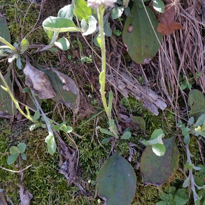 Antennaria parlinii — flower