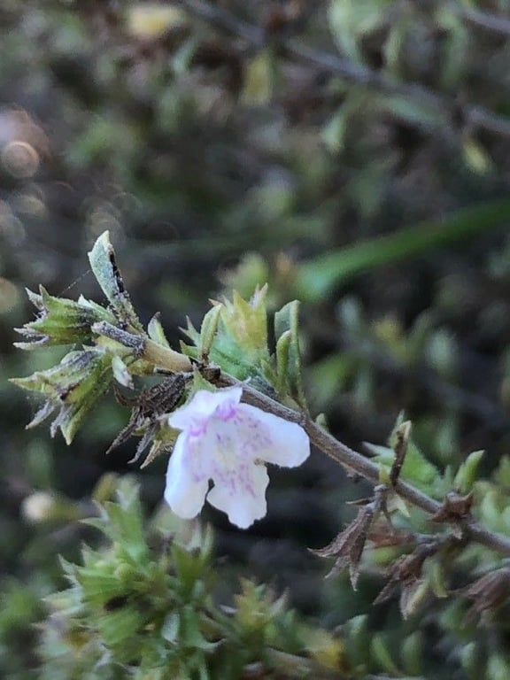 Satureja cuneifolia