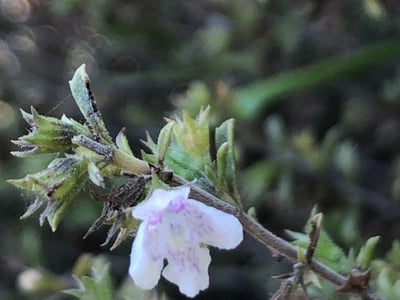 Satureja cuneifolia