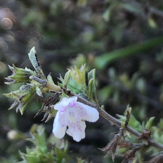 Satureja cuneifolia