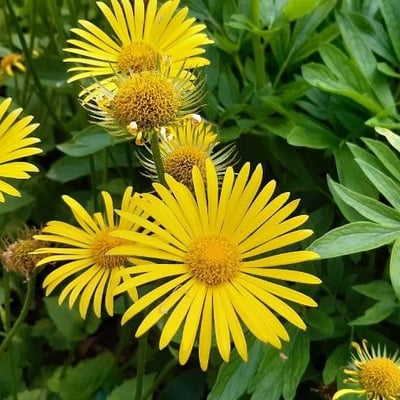 Doronicum plantagineum — flower