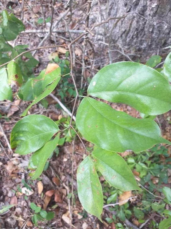 East african copal