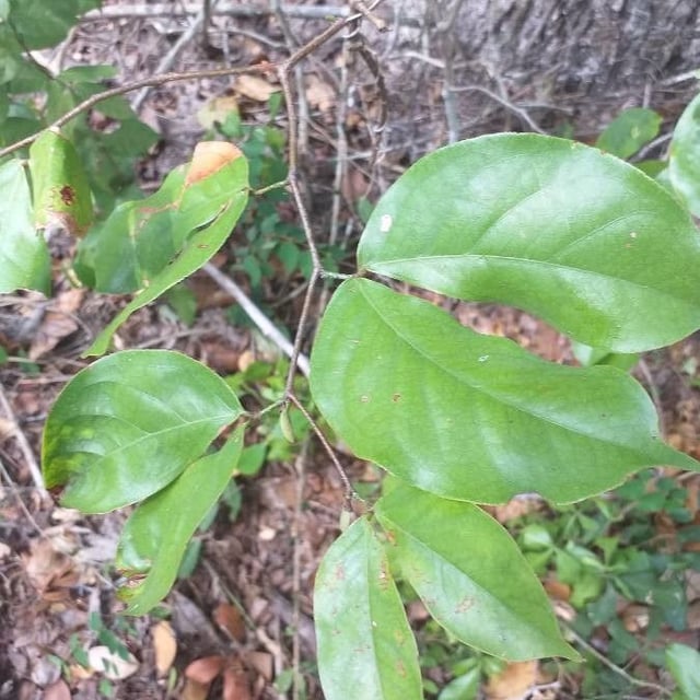 East african copal