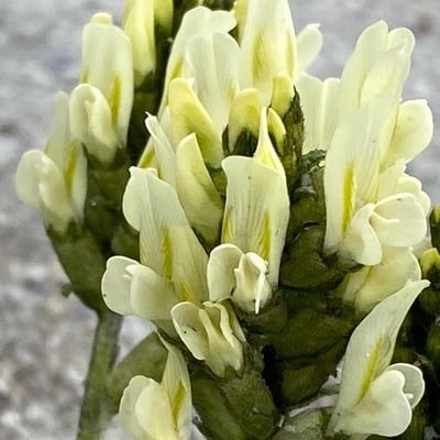 Oxytropis campestris — flower