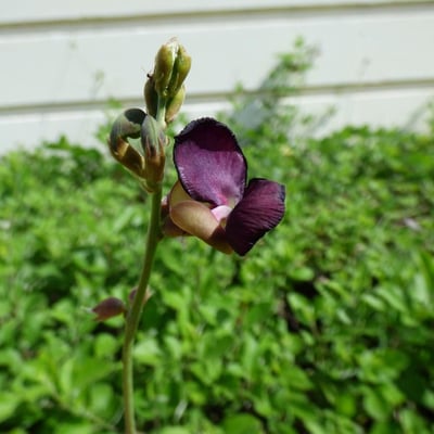 Macroptilium atropurpureum — flower