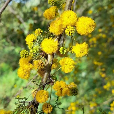 Vachellia caven — flower