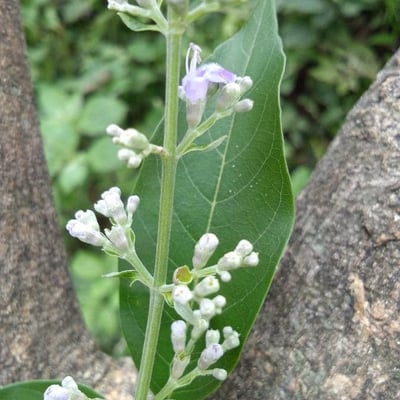 Vitex negundo — flower