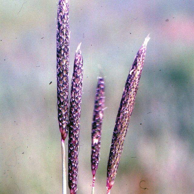 Alopecurus bulbosus — flower