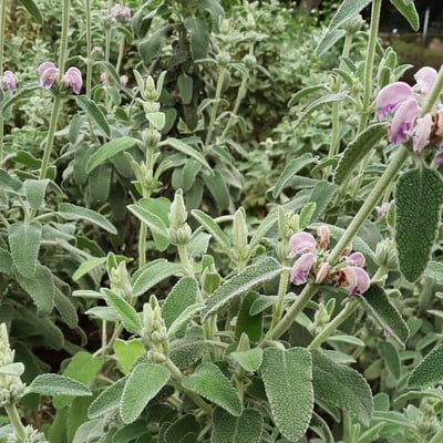 Phlomis purpurea — flower