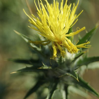 Centaurea melitensis — flower