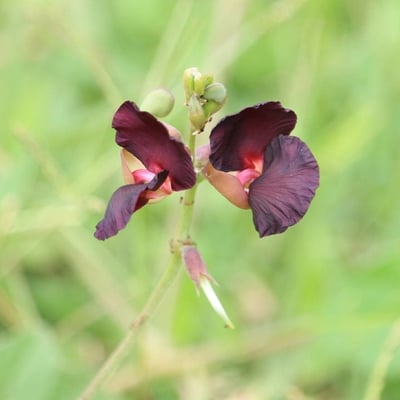 Macroptilium lathyroides — flower