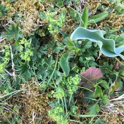 Alchemilla glaucescens — flower