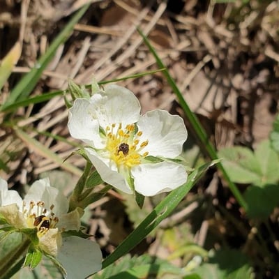 Fragaria viridis — flower