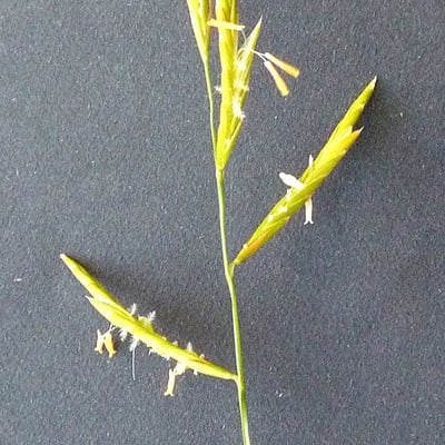 Brachypodium retusum — flower
