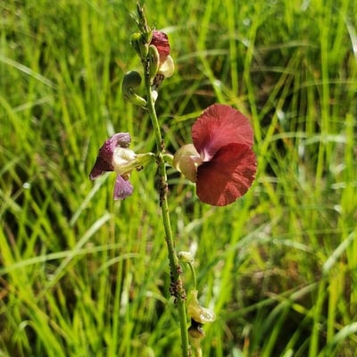 Macroptilium lathyroides — flower