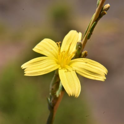 Lactuca viminea — flower